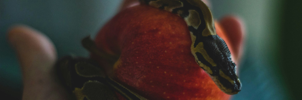 Laryngitis by Louis Faber A snake on an apple, photo by Albert