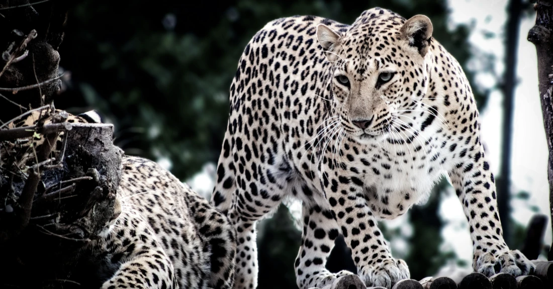 A pair of leopards, photo by Sachin Mittal