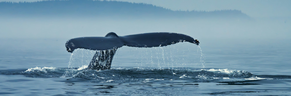 Born a Whale by Jackie Roberti Whale breaking the water, photo by Karl-Heinz Müller