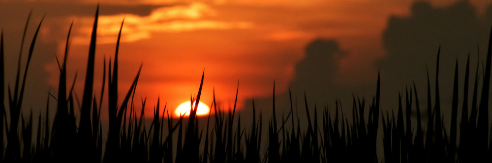 Tangled by Chris Carrel An orange sunset, photo by Amit Rai