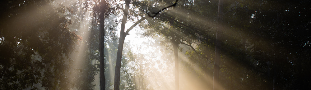Light through trees, photo by Syed Ali