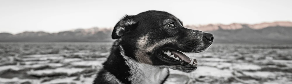 Dog Throat Journal Dog in the snow, photo by Daniel Lincoln