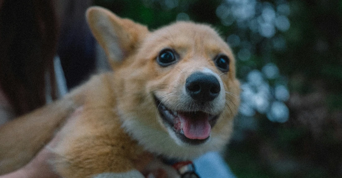 A small dog, photo by Eugene Chystiakov