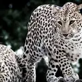 A pair of leopards, photo by Sachin Mittal