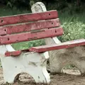 An old red bench, photo by Amit Rai