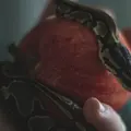 A snake on an apple, photo by Albert
