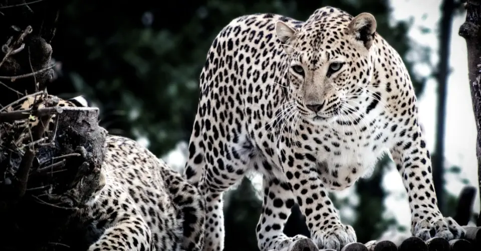 A pair of leopards, photo by Sachin Mittal