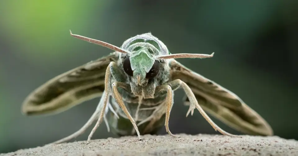 Closeup of a moth, photo by William Warby