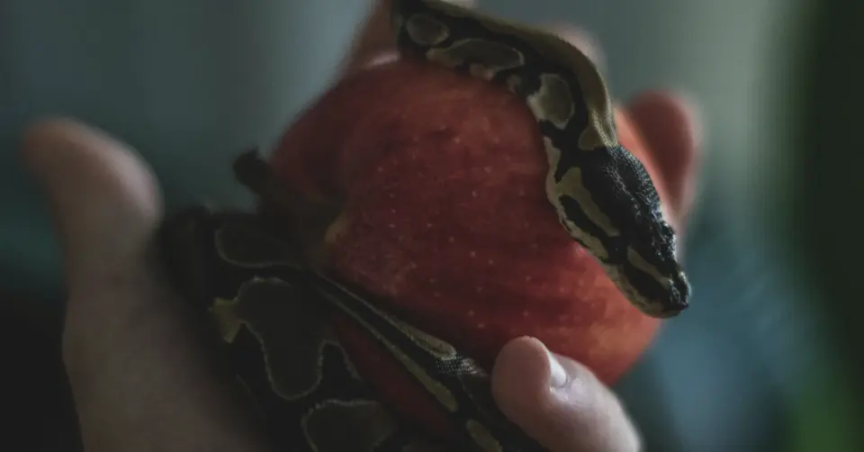 A snake on an apple, photo by Albert