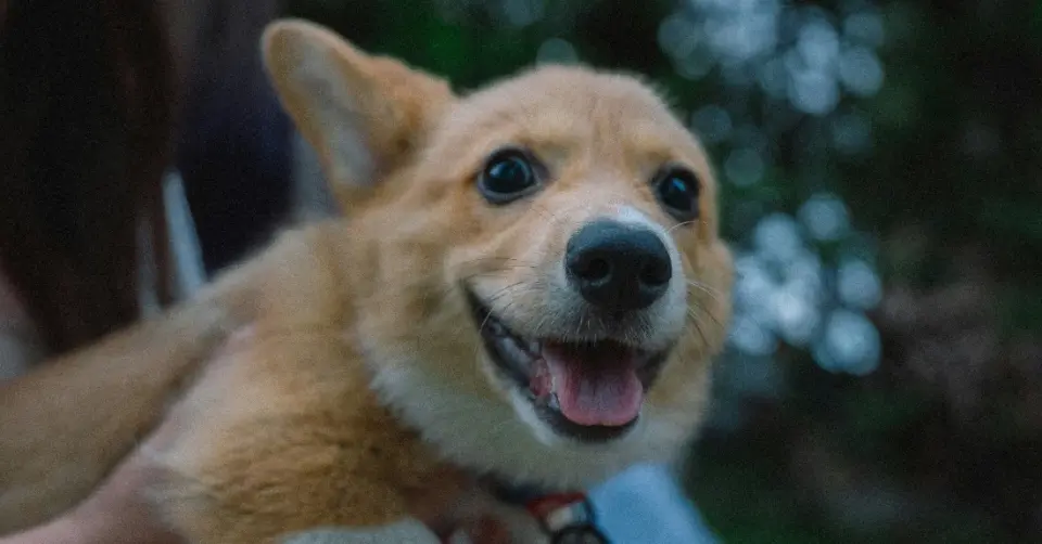 A small dog, photo by Eugene Chystiakov