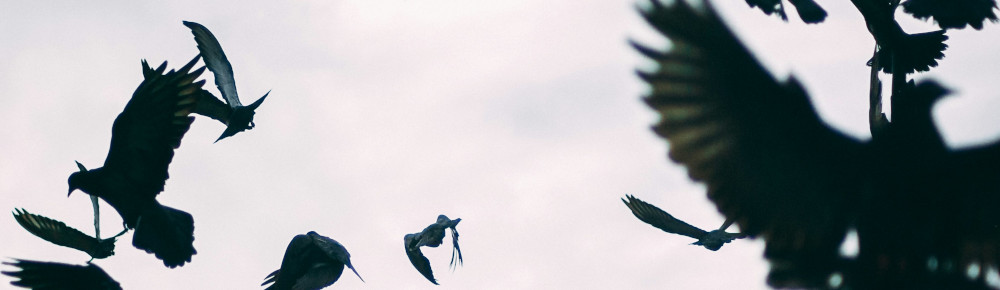 Crows, photo by JJ Shev