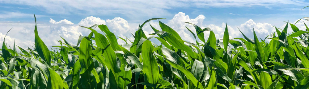 Corn field, photo by Daren