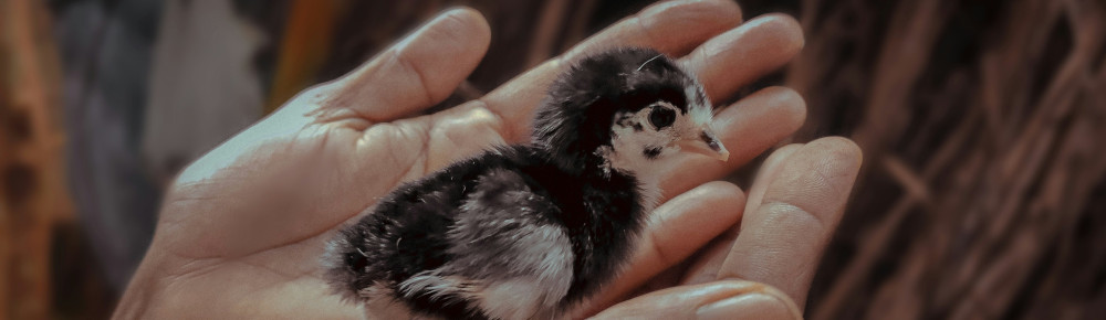 A baby bird in a hand, photo by Bithinraj Mb