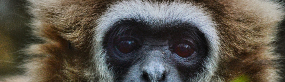A close up of a monkey, photo by Pavel Statsenko