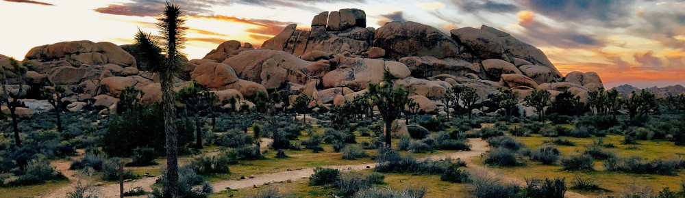 Trees and rocks, photo by James Lee