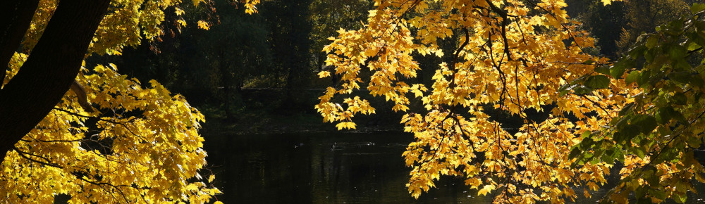 Leaves and water, photo by Murat Ts